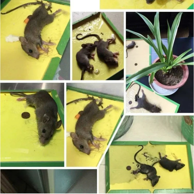 Rat killer Glue Board